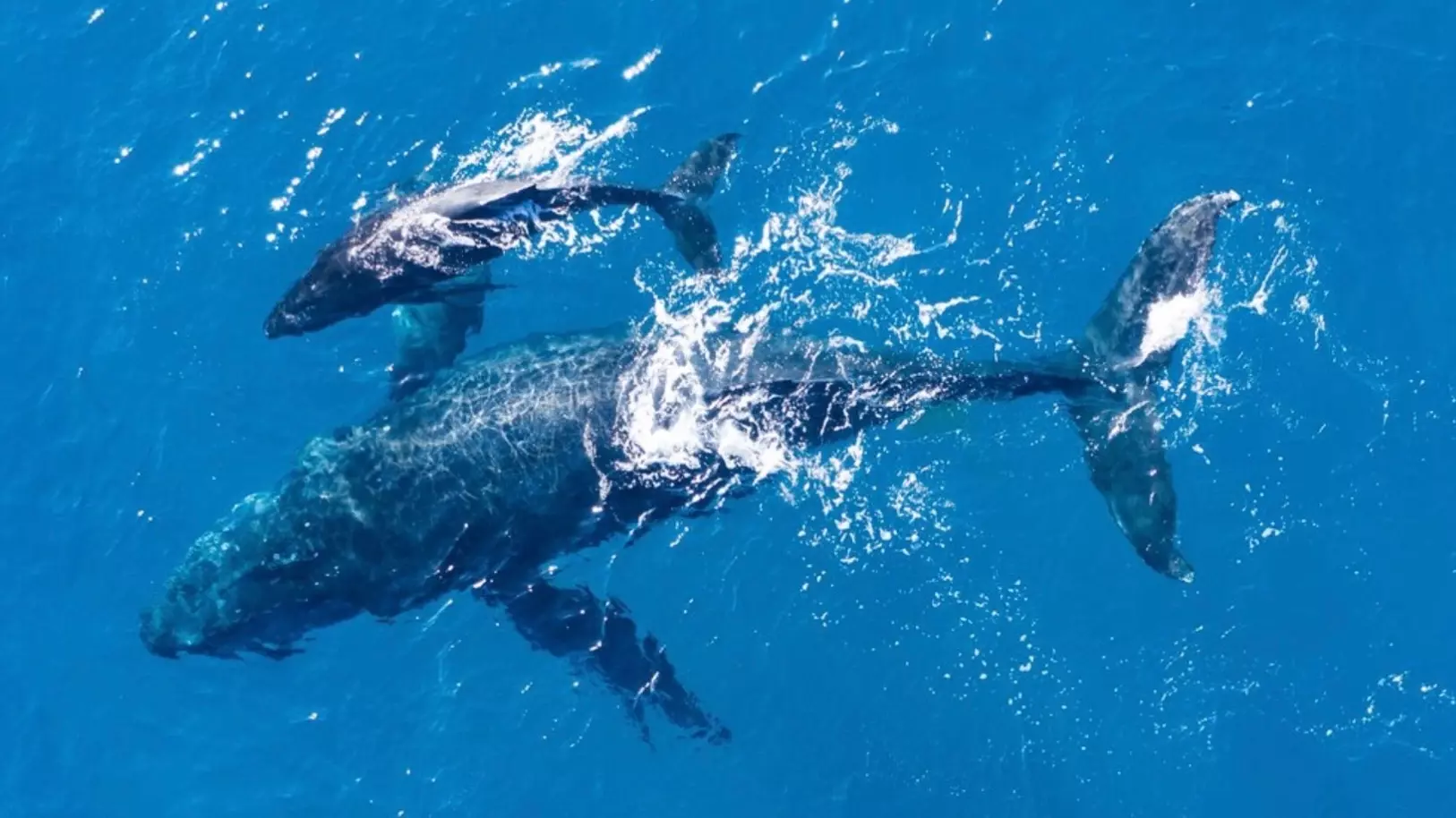 Ветропарк в море около Вирджинии может убить китов